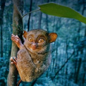 bohol tour tarsier conservation area